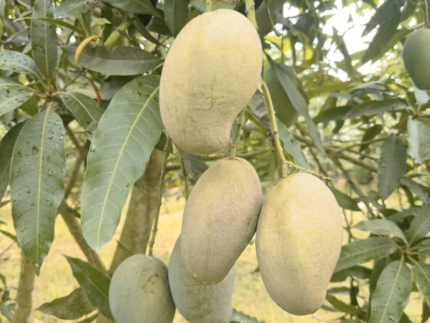 আম্রপালি