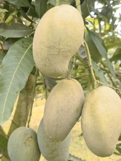 আম্রপালি