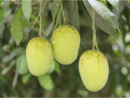 ল্যাংড়া