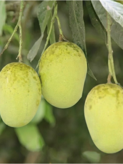 ল্যাংড়া