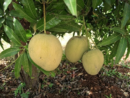 খিরসাপাত