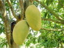ফজলি