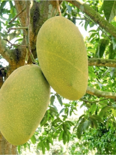 ফজলি