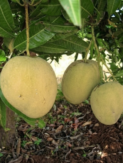 খিরসাপাত