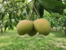 হাড়িভাঙ্গা