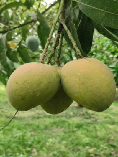 হাড়িভাঙ্গা