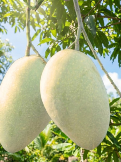  আশ্বিনা
