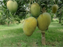 গোপালভোগ
