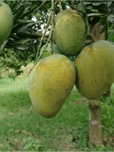 গোপালভোগ