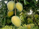 বোম্বাই