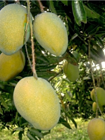 বোম্বাই